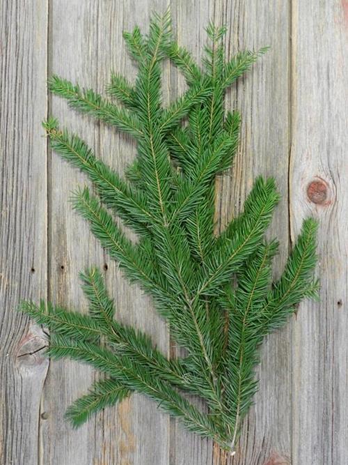 NOBLE FIR BOUGHS 40# CHRISTMAS GREENS